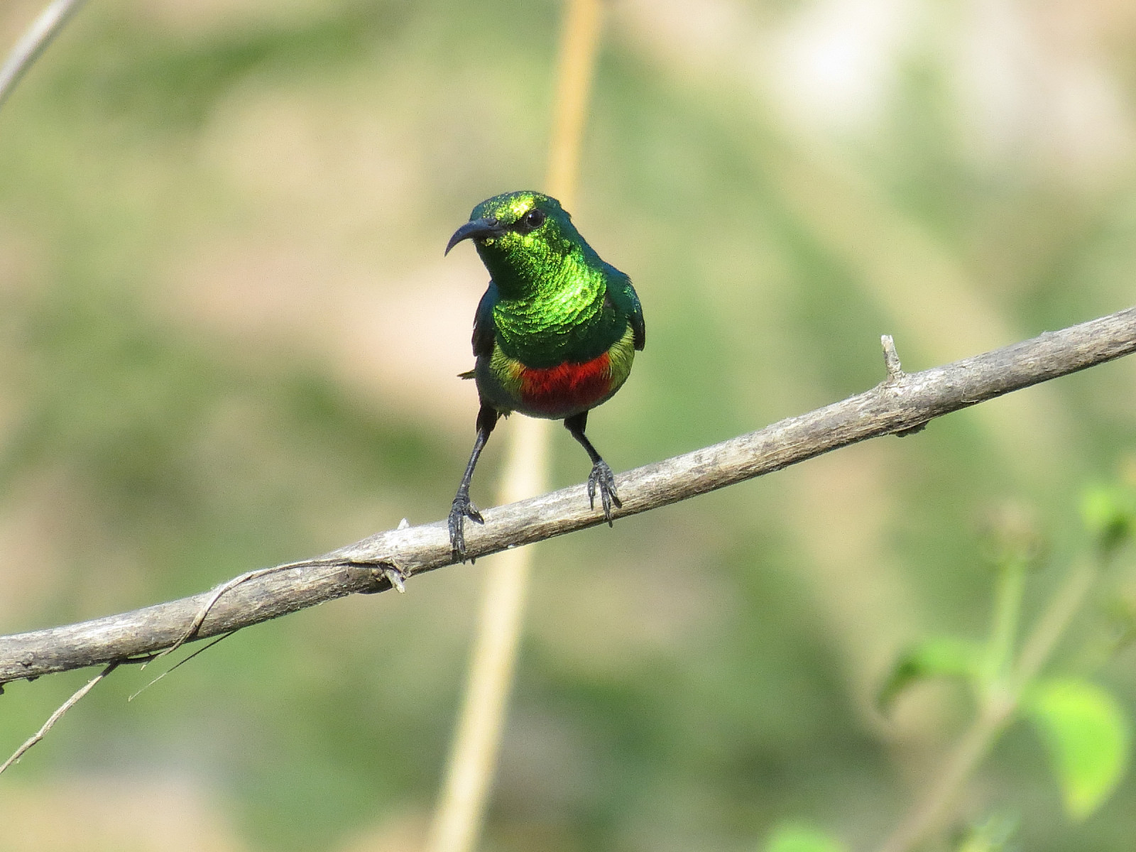 image Beautiful Sunbird